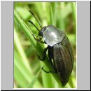 Silpha obscura - Flachstreifiger Aaskaefer 01.jpg